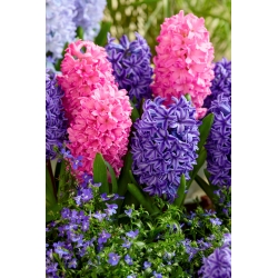 Blå og rosa hyacint sett - 24 stk - 