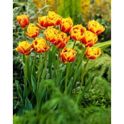 Tulipa 'Bonanza' - 50 bulbos