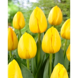 New Sun' tulipán - 50 hagymák
