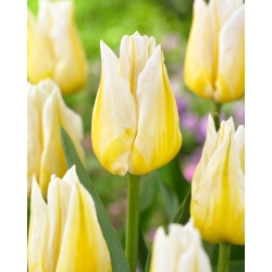 Tulipán "Flaming Agrass" - 5 bulbos
