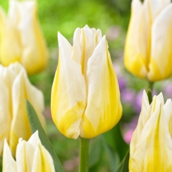 Tulipán "Flaming Agrass" - 50 bulbos