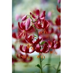 "Claude Shride" red martagon lily - large package! - 10 bulbs; Turk's cap lily