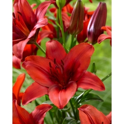 "Red Highland" Asiatische Lilie - Großpackung! - 10 Zwiebeln