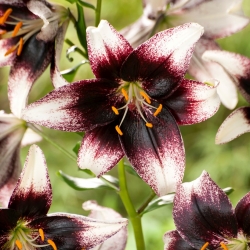 "Stracciatella Event" tiger lily - large package! - 10 bulbs