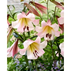 "Eastern Moon" tree lily