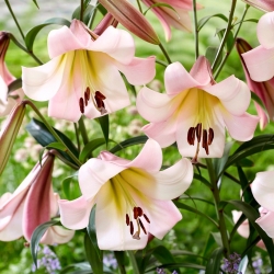 "Eastern Moon" tree lily - large package! - 10 bulbs