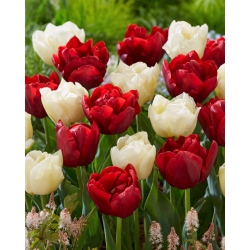 Tulip untuk memotong bunga - Pemilihan varieti dalam warna putih dan merah - 50 pcs - 