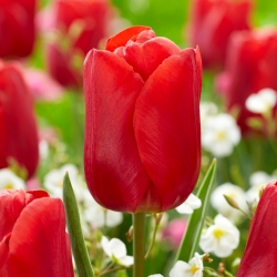 "Red Jimmy" tulip - 50 bulbs