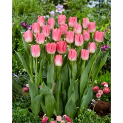 Tulipán "dinastía" - 50 bulbos