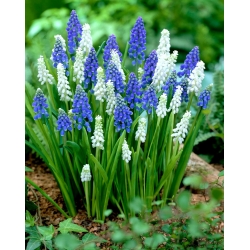 Hroznová hyacint - Muscari - bílé a modré uspořádání - 60 ks - 