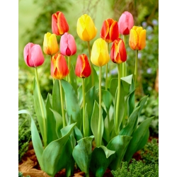 Tricolor komplet tulipanov - velik paket - 45 kosov - 