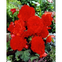 Begonia Fimbriata - Rosso - pacchetto di 2 pezzi