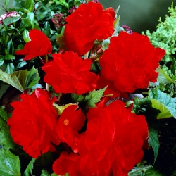 Begonia גדול פרחוני כפול אדום - 2 bulbs - Begonia ×tuberhybrida 