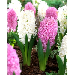 Baltas un rozā-puķainas hiacintes - 24 gab - 