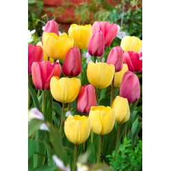 Vaaleanpunainen ja keltainen-kukkainen tulppaanisetti - 50 kpl - 