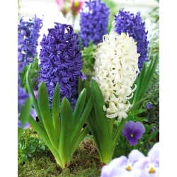 Blåhvid hyacint sæt - 24 stk - 