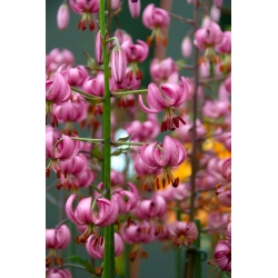 Pink martagon lily - large package! - 10 bulbs; Turk's cap lily