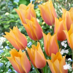 Tulipán "Blushing Lady" - 5 bulbos