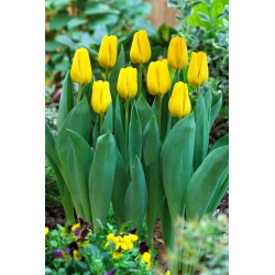"Caractere" tulip - 5 bulbs