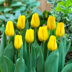 "Caractere" tulipan - 50 løk