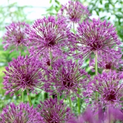 Ceapa ornamentala 'Purple Rain' - 3 bulbi