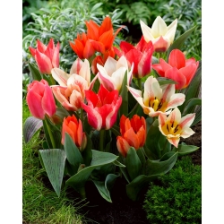 Greigii Mix - selezione di tulipani a bassa crescita - 5 bulbi - 