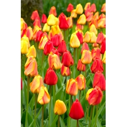 Komplet tulipanov - rdeča, rumena in marelična z rumenim robom - 45 kosov - 