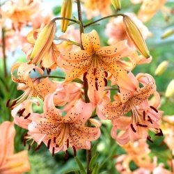 "Pink Giant" tiger lily