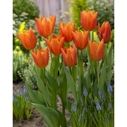 "Greetje Smit" tulip - 50 bulbs