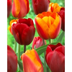 Bộ hoa tulip - màu đỏ và hoa mai có viền màu vàng - 50 chiếc - 