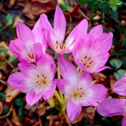 Colchicum Lilac Wonder - Kỳ quan mùa thu Saffron Lilac Wonder - củ / củ / rễ -  Colchicum