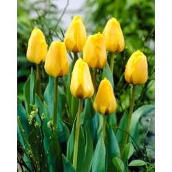 Tulipa Golden Apeldoorn - Tulip Golden Apeldoorn - 5 lampu