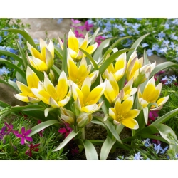 Tulipe 'Tarda' - Paquet XXXL! - 250 pieces
