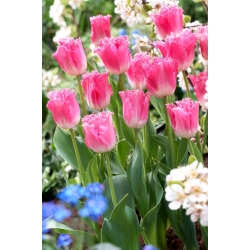 Tulipa Fancy Frills - Tulipán Fancy Frills - 5 květinové cibule