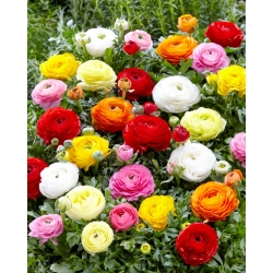 Ranunculus – colour selection – large pack! – 100 pcs; buttercups spearworts, water crowfoots