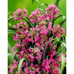 Rosa liljepurre - Allium oreophilum - XXXL pakke! - 1000 stk