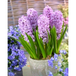 Hyacinth Splendid Cornelia - stor pakke! - 30 stk.