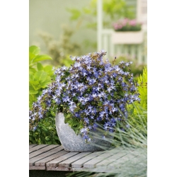 Srbský Bellflower, Blue Waterfall semená - Campanula poscharskyana - 480 semien