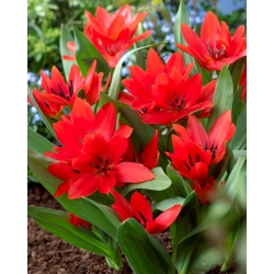 Tulipano Tubergen's Variety - pacchetto di 5 pezzi - Tulipa Tubergen's Variety