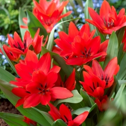 Tulipa Tubergen's Variety - Tulip Tubergen's Variety - 5 lampu - Tulipa Tubergen's Variety