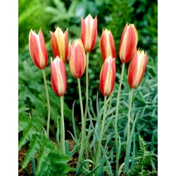 Tulipán botánico - 'Cynthia' - ¡paquete XXXL! - 250 piezas