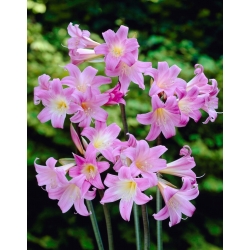 Amaryllis belladonna, Jersey lily - confezione grande! - 10 pezzi; giglio belladonna, giglio nudo, giglio di marzo