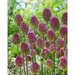 Rundhodepurre - Allium sphaerocephalon - XXXL-pakke! - 1000 stk; rundhodet hvitløk, ballhodeløk, trommestikker, Kugellauch