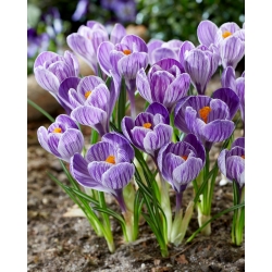  Шафран King of the Striped - пакет из 10 штук - Crocus King of the Striped
