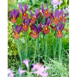 Ирис холландица Еие оф тхе Тигер - 10 луковица - Iris × hollandica