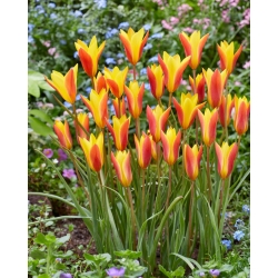 Tulipa Chrysantha - Tulip Chrysantha - 5 ดวง