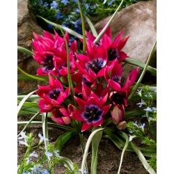 Tulipe 'Little Beauty' - Forfait XXXL! - 250 pieces