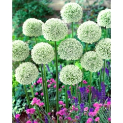 Ornamental onion White Giant - large package! - 10 pcs