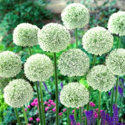 Allium White Giant - cibule / hlíza / kořen
