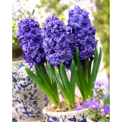 Hyacinth 'Royal Navy' - dvojno cvetje - velika embalaža - 30 kosov